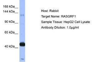 Host: Rabbit  Target Name: RASGRF1  Sample Tissue: HepG2 Cell lysates  Antibody Dilution: 1. (RASGRF1 antibody  (N-Term))