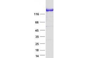 Western Blotting (WB) image for Protocadherin 1 (PCDH1) (Transcript Variant 1) protein (Myc-DYKDDDDK Tag) (ABIN2728361)