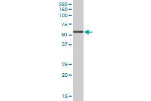 ANXA11 MaxPab polyclonal antibody. (Annexin A11 antibody  (AA 1-505))