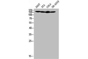 Western Blot analysis of SH-SY5Y 293T NIH-3T3 COLO cells using COL4A2 Polyclonal Antibody (COL4a2 antibody  (N-Term))