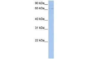 WB Suggested Anti-ABCF3 Antibody Titration:  0. (ABCF3 antibody  (N-Term))