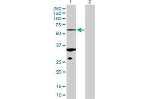 Western Blot analysis of TUBA1C expression in transfected 293T cell line by TUBA1C MaxPab polyclonal antibody. (TUBA1C antibody  (AA 1-449))