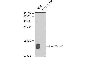 Western blot analysis of extracts of various cell lines using DiMethyl-Histone H4-K20 Polyclonal Antibody. (Histone H4 antibody  (2meLys20))