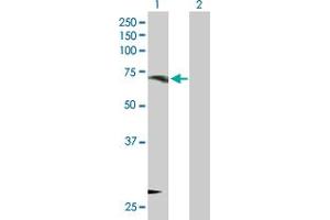 Western Blot analysis of ORC3L expression in transfected 293T cell line by ORC3L MaxPab polyclonal antibody.