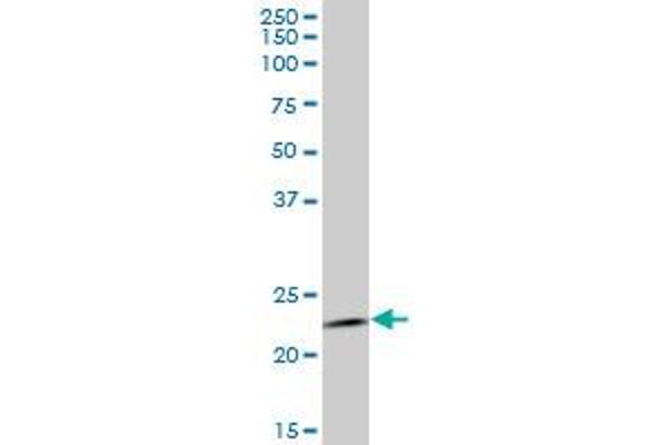 RAB1B antibody  (AA 91-201)