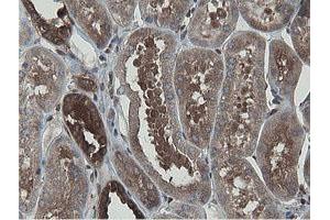 Image no. 1 for anti-Mitochondrial Intermediate Peptidase (MIPEP) (AA 174-516) antibody (ABIN1491015) (MIPEP antibody  (AA 174-516))