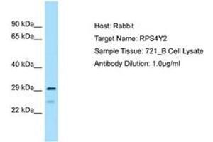 Image no. 1 for anti-Ribosomal Protein S4, Y-Linked 2 (RPS4Y2) (C-Term) antibody (ABIN6749892) (RPS4Y2 antibody  (C-Term))