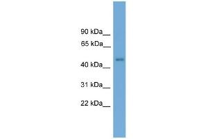 WB Suggested Anti-Foxd4 Antibody Titration:  0. (FOXD4 antibody  (N-Term))