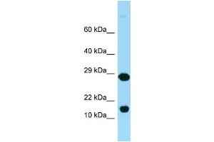 WB Suggested Anti-Rpl37 Antibody Titration: 1. (RPL37 antibody  (Middle Region))