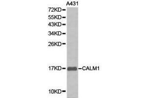 Western Blotting (WB) image for anti-Calmodulin 1 (Calm1) antibody (ABIN1871401) (Calmodulin 1 antibody)