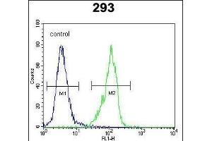 GAL Antibody (C-term) (ABIN651932 and ABIN2840460) flow cytometric analysis of 293 cells (right histogram) compared to a negative control cell (left histogram). (GAL antibody  (C-Term))