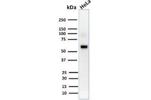 Western Blot Analysis of human HeLa cell lysate using AKT1 Mouse Monoclonal Antibody (AKT1/2552). (AKT1 antibody  (AA 85-189))
