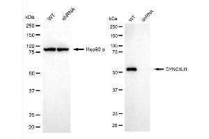 Western blotting analysis using DYNC1LI1 antibody (ABIN7798401). (DYNC1LI1 antibody)