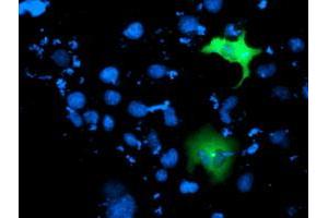 Anti-ITFG2 mouse monoclonal antibody (ABIN2454682) immunofluorescent staining of COS7 cells transiently transfected by pCMV6-ENTRY ITFG2 (RC200818). (ITFG2 antibody)