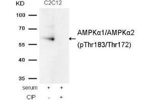Western blot analysis of extracts from C2C12 cells, treated with serum or calf intestinal phosphatase (CIP), using AMPKα1/AMPKα2(Phospho-Thr174/Thr172) Antibody. (AMPK alpha antibody  (pThr172, pThr183))