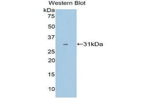 Western Blotting (WB) image for anti-Cytochrome P450, Family 1, Subfamily A, Polypeptide 1 (CYP1A1) (AA 1-250) antibody (ABIN1858586)