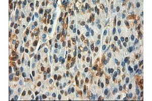 Image no. 9 for anti-Myc Proto-Oncogene protein (MYC) antibody (ABIN1497012) (c-MYC antibody)
