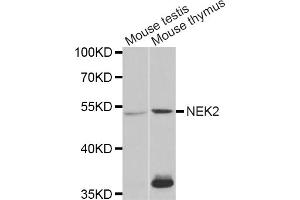 Western blot analysis of extracts of various cell lines, using NEK2 antibody. (NEK2 antibody)