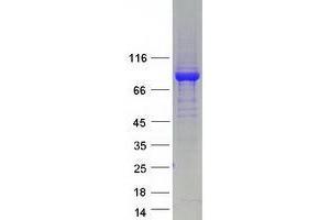 Validation with Western Blot (WDR26 Protein (Transcript Variant 2) (Myc-DYKDDDDK Tag))