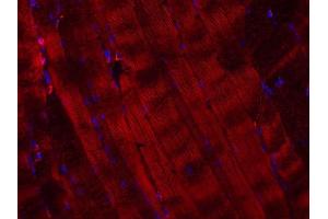 VAMP5 antibody  (AA 1-70)