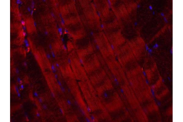 VAMP5 antibody  (AA 1-70)