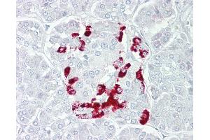 Anti-SSTR1 antibody IHC of human pancreas. (SSTR1 antibody  (AA 251-300))