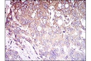 Fig. (CD93 antibody  (AA 474-535))