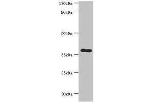 CALHM1 antibody  (AA 202-346)