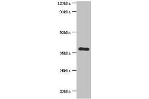 Western blot All lanes: Calcium homeostasis modulator protein 1 antibody at 7 μg/mL + Mouse liver tissue Secondary Goat polyclonal to rabbit IgG at 1/10000 dilution Predicted band size: 38 kDa Observed band size: 38 kDa (CALHM1 antibody  (AA 202-346))