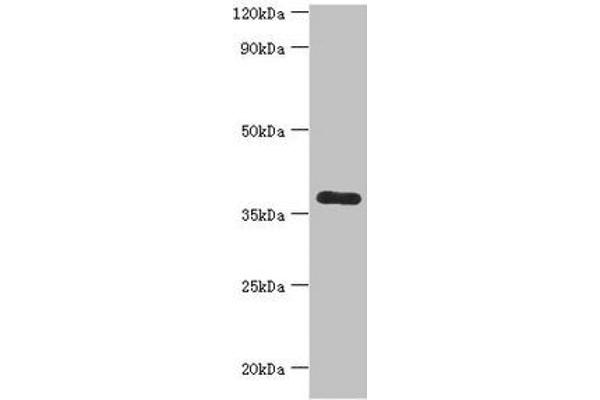 CALHM1 antibody  (AA 202-346)