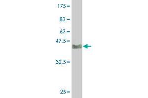 Western Blot detection against Immunogen (38. (EGR1 antibody  (AA 211-320))