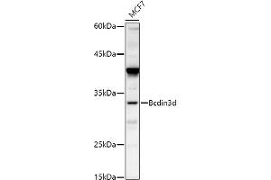 Western blot analysis of extracts of MCF7 cells, using Bcdin3d antibody (ABIN7265842) at 1:500 dilution. (BCDIN3D antibody)