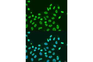 Immunofluorescence analysis of U2OS cells using CBX5 antibody. (CBX5 antibody  (AA 1-100))