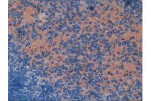 Detection of ELOA in Mouse Spleen Tissue using Polyclonal Antibody to Elongin A (ELOA) (TCEB3 antibody  (AA 76-345))