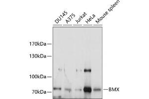 Western blot analysis of extracts of various cell lines, using BMX antibody (ABIN7265890) at 1:1000 dilution. (BMX antibody  (AA 1-120))