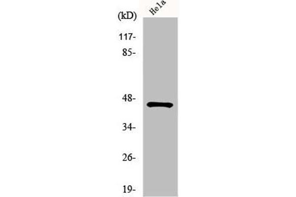 HORMAD1 anticorps  (C-Term)