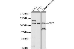 Western blot analysis of extracts of various cell lines, using E2F7 antibody (ABIN7266877) at 1:1000 dilution. (E2F7 antibody  (AA 540-740))