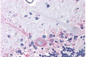 Human Brain, Cerebellum (formalin-fixed, paraffin-embedded) stained with PTGER3 antibody ABIN213638 at 4 ug/ml followed by biotinylated goat anti-rabbit IgG secondary antibody ABIN481713, alkaline phosphatase-streptavidin and chromogen. (PTGER3 antibody  (Cytoplasmic Domain))