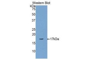 Western Blotting (WB) image for anti-Myosin, Light Chain 1, Alkali, Skeletal, Fast (MYL1) (AA 3-139) antibody (ABIN1859936) (MYL1 antibody  (AA 3-139))