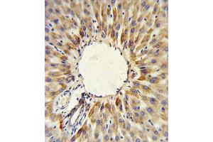 Immunohistochemistry (IHC) image for anti-3-Hydroxy-3-Methylglutaryl-CoA Synthase 2 (Mitochondrial) (HMGCS2) antibody (ABIN3002804) (HMGCS2 antibody)