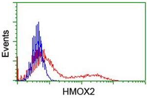 HEK293T cells transfected with either RC201777 overexpress plasmid (Red) or empty vector control plasmid (Blue) were immunostained by anti-HMOX2 antibody (ABIN2455214), and then analyzed by flow cytometry. (HMOX2 antibody)