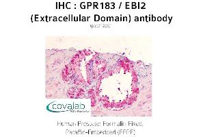 Image no. 1 for anti-G Protein-Coupled Receptor 183 (GPR183) (2nd Extracellular Domain) antibody (ABIN1735017) (GPR183 antibody  (2nd Extracellular Domain))