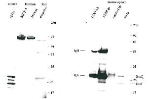 Immunoprecipitation of endogenous Bmf from mouse spleen cells using MAb to Bmf (17A9) . (BMF antibody  (AA 13-27, AA 112-126))