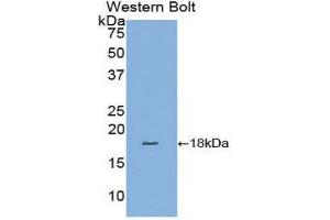 Western Blotting (WB) image for anti-Fatty Acid Binding Protein 4, Adipocyte (FABP4) (AA 2-132) antibody (ABIN1858783) (FABP4 antibody  (AA 2-132))