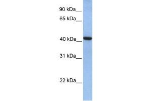 WB Suggested Anti-GMPPA Antibody Titration:  0. (GMPPA antibody  (N-Term))