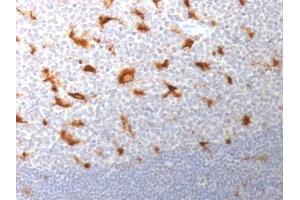 ABIN6383883 to CD68 was successfully used to stain macrophages in human tonsil sections.