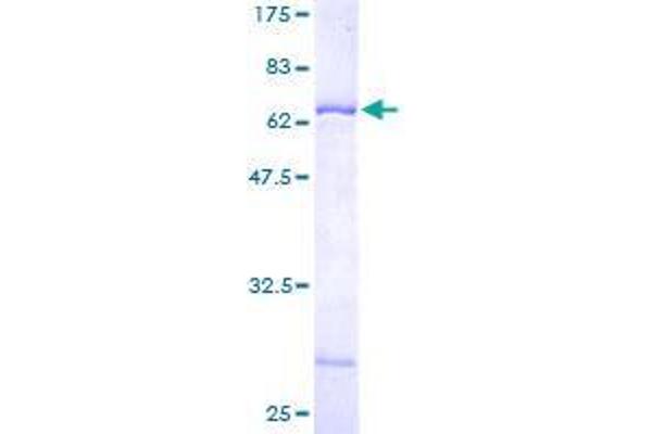 WDR31 Protein (AA 1-366) (GST tag)