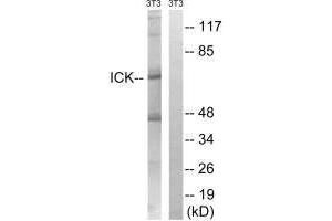 Western blot analysis of extracts from 3T3 cells, treated with PBS (10uM, 60 mins), using ICK (Ab-159) antibody. (ICK antibody  (Tyr159))
