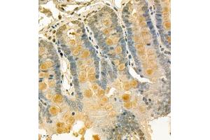 Immunohistochemistry of paraffin embedded rat duodenum using CLCA1 (ABIN7073472) at dilution of 1:700 (400x lens)