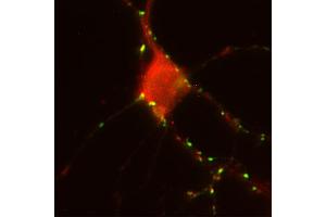 Indirect immunostaining of PFA fixed rat hippocampus neurons with anti-homer 1b/c (dilution 1 : 500; red) and mouse anti-synapsin 1 (cat. (Homer 1b/c (AA 152-354) antibody)